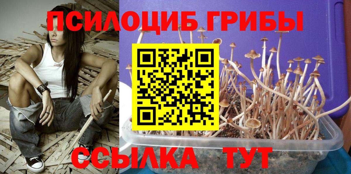 Галлюциногенные грибы мицелий  Вход с VPN  закладка  Псилоцибиновые грибы Psilocybine cubensis  Альметьевск 
